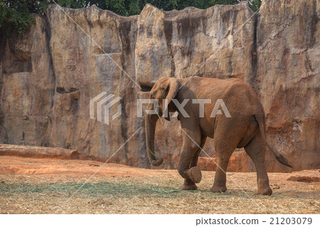 African Elephant (Loxodonta africana) 21203079