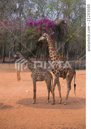 giraffe (giraffa camelopardalis) giraffe (giraffa camelopardalis) 21203080