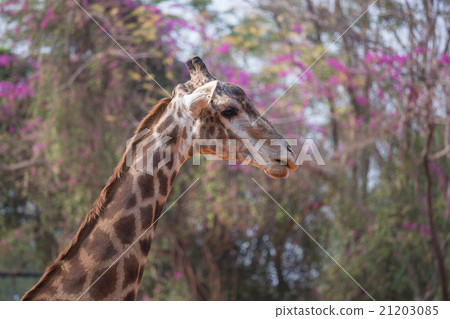 Giraffe head with neck Giraffe head with neck 21203085