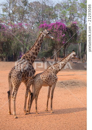 giraffe (giraffa camelopardalis) giraffe (giraffa camelopardalis) 21203086