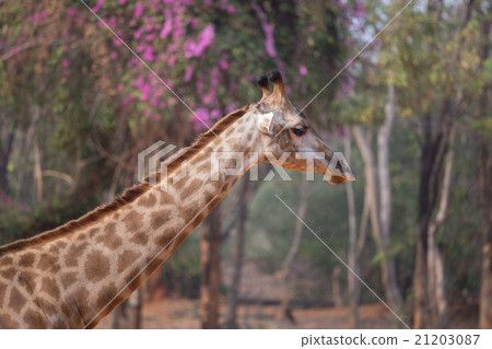 Giraffe head with neck Giraffe head with neck 21203087