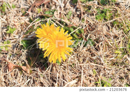 Early spring nohara dandelion flowers 21203676