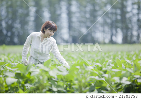 農業婦女 21203758