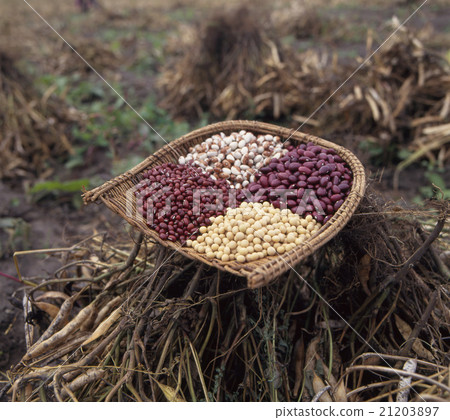 收穫 - 在北方的土地〜 21203897