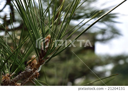 Close-up of pine trees Pine flowers leaving the face between the leaves Close-up of pine trees Pine flowers leaving the face between the leaves 21204131