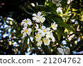 Plumeria in the garden background 21204762