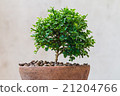Small green tree in the old pot 21204766