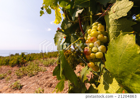 The bunch of grapes at vineyards on sea background 21204863