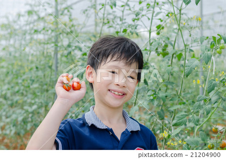 Asian boy picking tomatoes in farm Asian boy picking tomatoes in farm 21204900