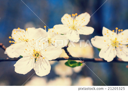 vintage white blossoms in spring 21205325