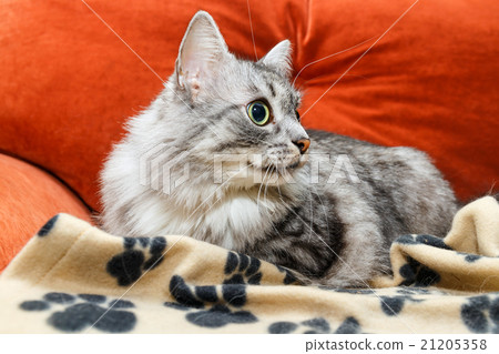 portrait of a norwegian cat 21205358