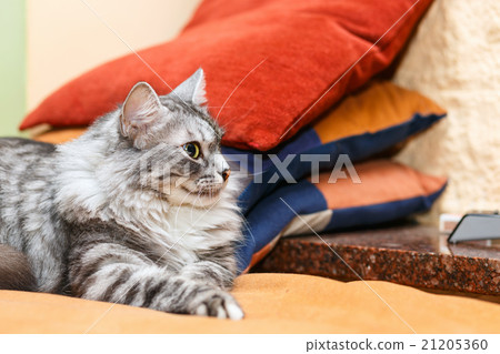 portrait of a norwegian cat portrait of a norwegian cat 21205360
