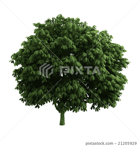 realistic vector tree isolated realistic vector tree isolated 21205929