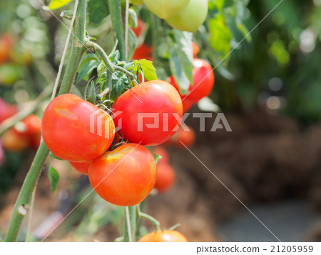 Fresh tomatoes in daylight. Fresh tomatoes in daylight. 21205959