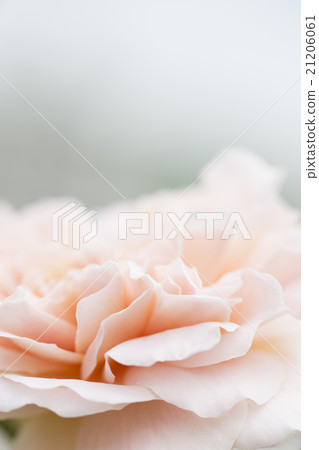 David Austin · Abraham derby 21206061