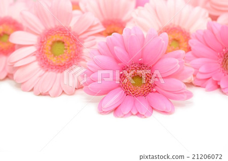 Flower background Flower background 21206072