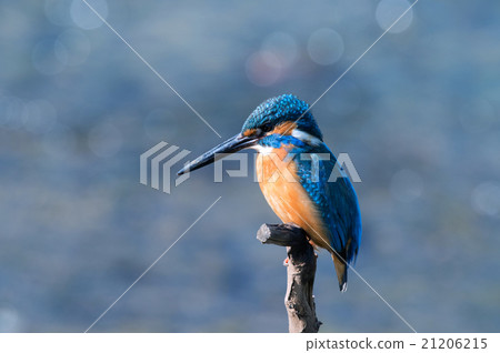 Interdiction Interdiction 21206215