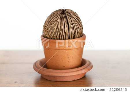 Cerbera odollam Gaertn seed in flower pot. 21206243