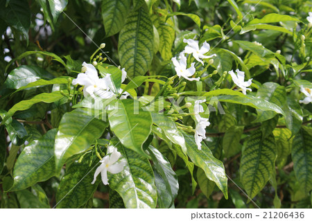 jasmin, jasmine, jessamine 21206436