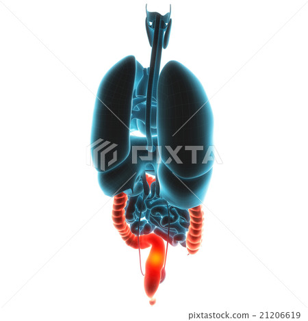 guts organ pain guts organ pain 21206619