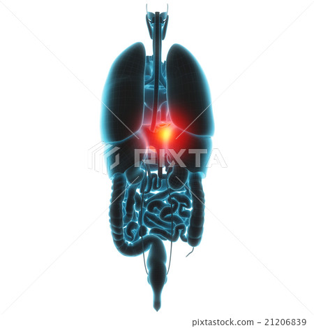 liver organ pain liver organ pain 21206839