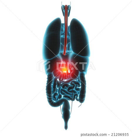 liver organ pain 21206935