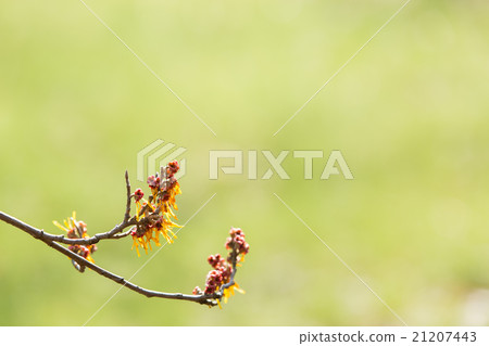 金縷梅 金縷梅 21207443