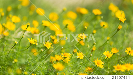 Daisy Daisy 21207454