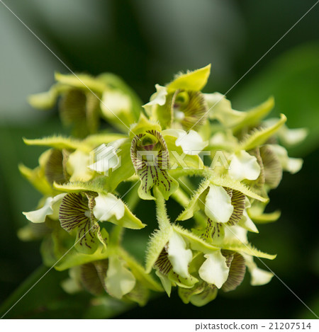 Dendrobium · polysema Dendrobium · polysema 21207514