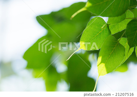 India Bodaiju India Bodaiju 21207516