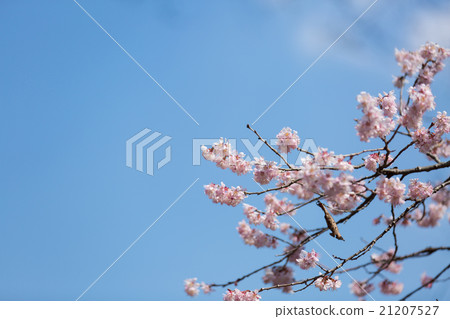 Senamisakura 21207527