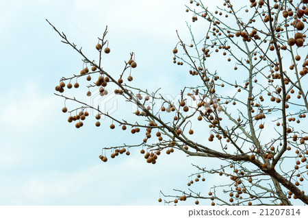 A handkerchief tree nut 21207814
