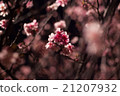 夜晚的櫻花 21207932