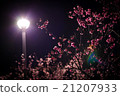 夜晚的櫻花 21207933