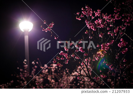 夜晚的櫻花 21207933