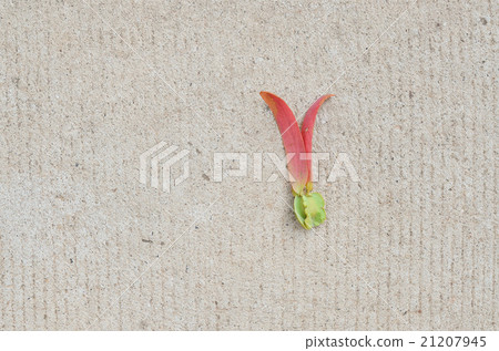 flowers background Thailand wallpaper pink  flowers background Thailand wallpaper pink  21207945