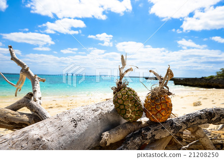 Sand beach and southern country image, Okinawa's Adan fruit 21208250