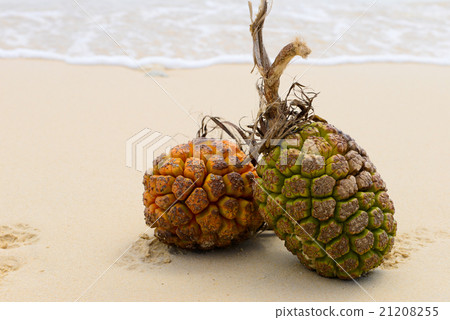 Sand beach and southern country image, Okinawa's Adan fruit Sand beach and southern country image, Okinawa's Adan fruit 21208255