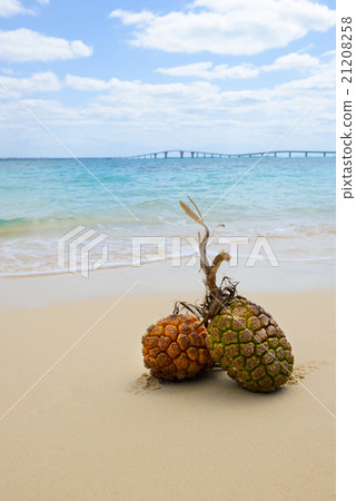 Sand beach and southern country image, Okinawa's Adan fruit 21208258