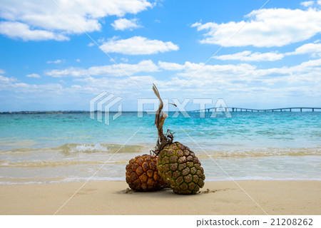 Sand beach and southern country image, Okinawa's Adan fruit 21208262