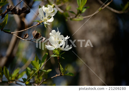 Ryukyu-bai white flowers 21209280