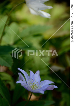 藍色花和白色烏龜白花 21209281