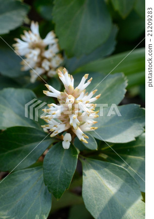 Lower growing furrow Lower growing furrow 21209283