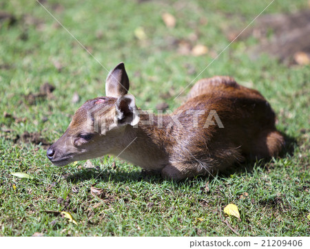 the cub of a deer lies on a grass the cub of a deer lies on a grass 21209406