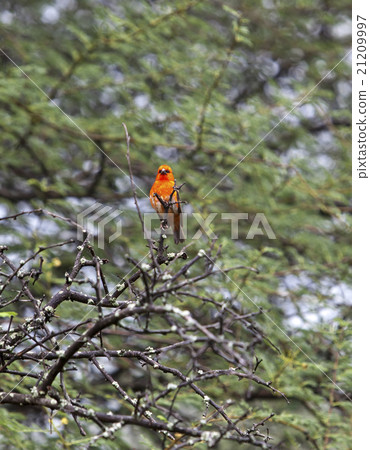 Mauritius, Madagascar Fody (Foudia madagascariensi Mauritius, Madagascar Fody (Foudia madagascariensi 21209997