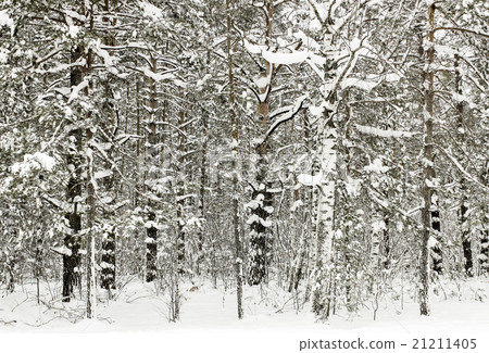 Winter forest 21211405