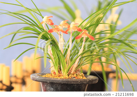 Chunlan flowers 21211698