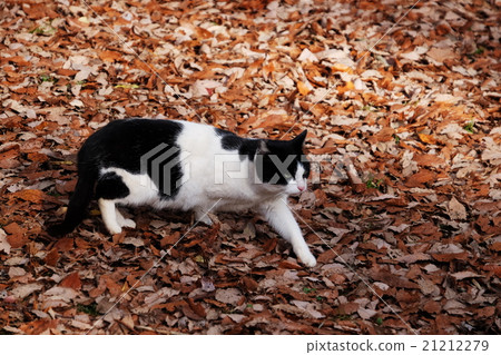 Cat Cat 21212279
