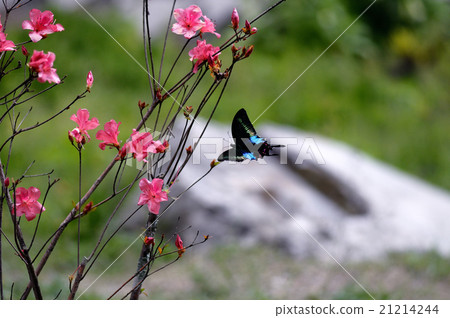 Indian Sikki peacock Ageha flight common peacock 21214244