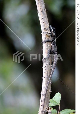 Indian Sikkim Lizard 21214264